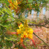Caesalpinia gilliesii (petit flamboyant, oiseau de paradis)