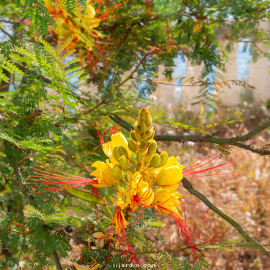 Caesalpinia gilliesii (petit flamboyant, oiseau de paradis)