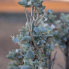 Atriplex halimus (arroche marine, pourpier de mer)