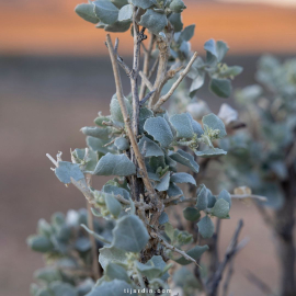 Atriplex halimus (arroche marine, pourpier de mer) Atriplex halimus (arroche marine, pourpier de mer)