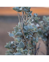 Atriplex halimus - Arroche marine, pourpier de mer