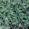 Atriplex halimus (arroche marine, pourpier de mer)