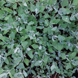 Atriplex halimus (arroche marine, pourpier de mer) Atriplex halimus (arroche marine, pourpier de mer)