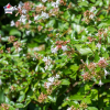 Abelia grandiflora (abélie à grandes fleurs)