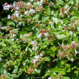 Abelia grandiflora (abélie à grandes fleurs)