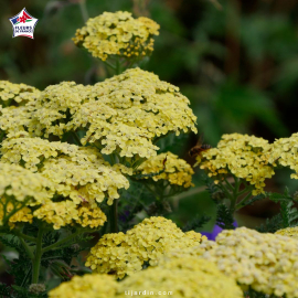 Achillea tomentosa (achillée tomenteuse)