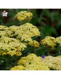 Achillea tomentosa - Achillée tomenteuse