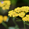 Achillea tomentosa (achillée tomenteuse)