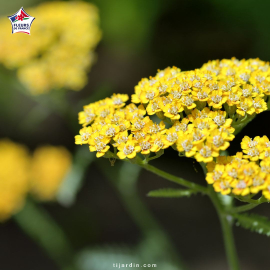 Achillea tomentosa (achillée tomenteuse)