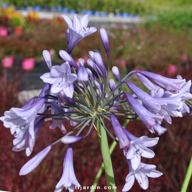 Agapanthus 'Liam's Lilac' Agapanthus 'Liam's Lilac'