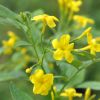 Jasminum humile