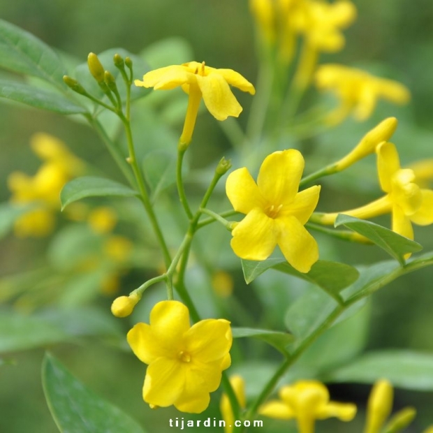 Jasminum Humile : Jasmin d'Italie à fleurs jaunes parfumées - Tijardin