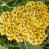 Achillea tomentosa (achillée tomenteuse)