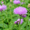 Centaurea pulcherrima