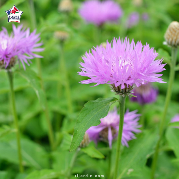 Centaurea pulcherrima