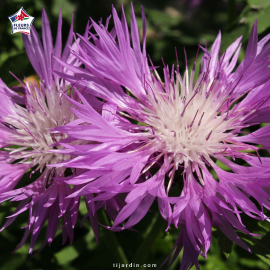 Centaurea pulcherrima