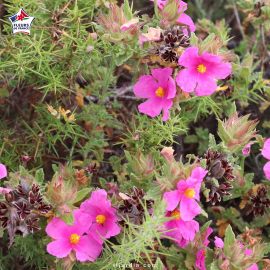 Cistus albidus, ciste cotonneux