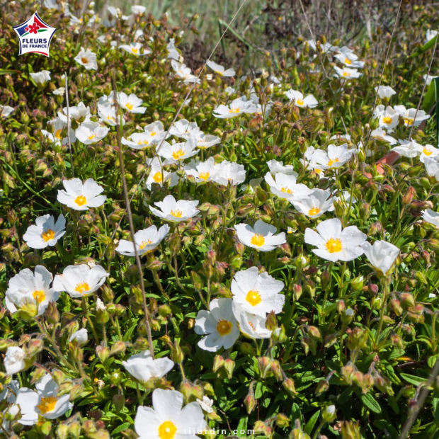 Cistus monspeliensis, ciste de Montpellier