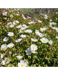 Cistus monspeliensis - Ciste de Montpellier