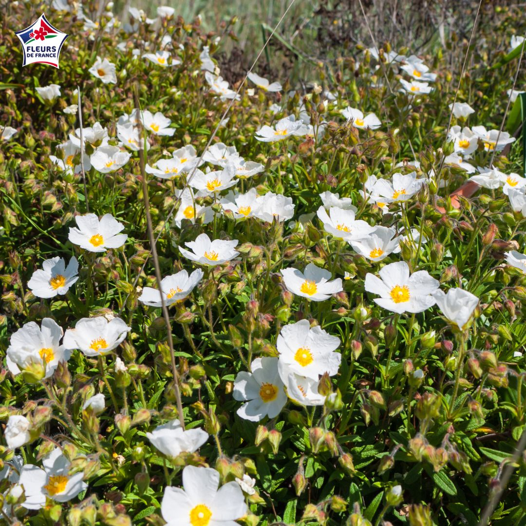 Cistus monspeliensis, ciste de Montpellier  fleurs blanches - Tijardin