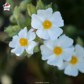 Cistus monspeliensis, ciste de Montpellier