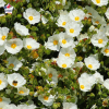 Cistus salviifolius, ciste à feuille de sauge