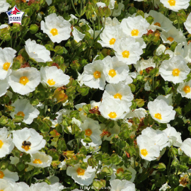 Cistus salviifolius, ciste à feuille de sauge