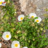 Cistus salviifolius, ciste à feuille de sauge