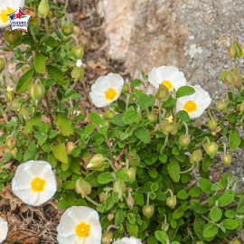 Cistus salviifolius, ciste à feuille de sauge