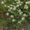 Dorycnium hirsutum 'Frejorgues' (Lotier hirsute, pied de coq)