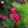 Grevillea juniperina (grévilléa à feuilles de genévrier)