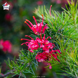 Grevillea juniperina (grévilléa à feuilles de genévrier)