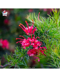 Grevillea juniperina (grévilléa à feuilles de genévrier)