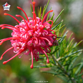 Grevillea juniperina (grévilléa à feuilles de genévrier)