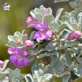 Leucophyllum frutescens (sauge du désert)