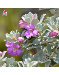Leucophyllum frutescens - Sauge du désert
