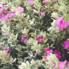 Leucophyllum frutescens (sauge du désert)