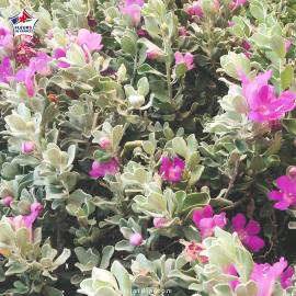 Leucophyllum frutescens (sauge du désert)