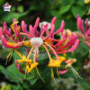 Lonicera japonica 'Chinensis' (chèvrefeuille grimpant)