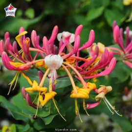 Lonicera japonica 'Chinensis' (chèvrefeuille grimpant)