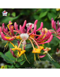 Lonicera japonica 'Chinensis' (chèvrefeuille grimpant)