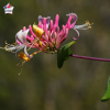 Lonicera japonica 'Chinensis' (chèvrefeuille grimpant)
