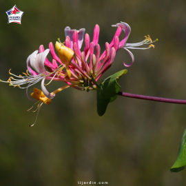Lonicera japonica 'Chinensis' (chèvrefeuille grimpant)