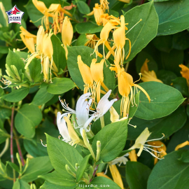 Lonicera japonica 'Hall's Prolific' (chèvrefeuille grimpant)