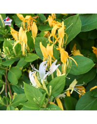 Lonicera japonica 'Hall's Prolific' (chèvrefeuille grimpant)
