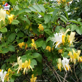 Lonicera japonica 'Hall's Prolific' (chèvrefeuille grimpant)