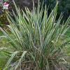 Phormium tenax 'Variegatum' (lin de Nouvelle-Zélande à feuillage panaché)