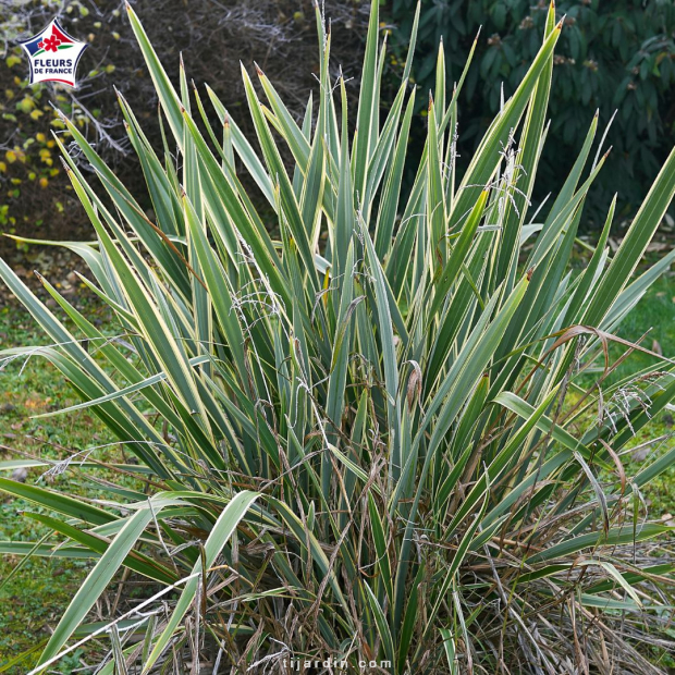 Phormium tenax 'Variegatum' (lin de Nouvelle-Zélande à feuillage panaché) Phormium tenax 'Variegatum' (lin de Nouvelle-Zélande à feuillage panaché)