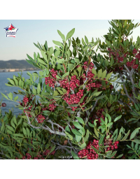 Pistacia lentiscus (pistachier lentisque)
