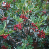 Pistacia lentiscus (pistachier lentisque)